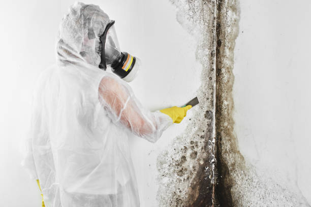 Best Toxic Mold Removal  in Chenoweth, OR