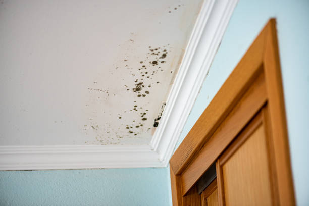 Best Commercial Mold Removal  in Chenoweth, OR