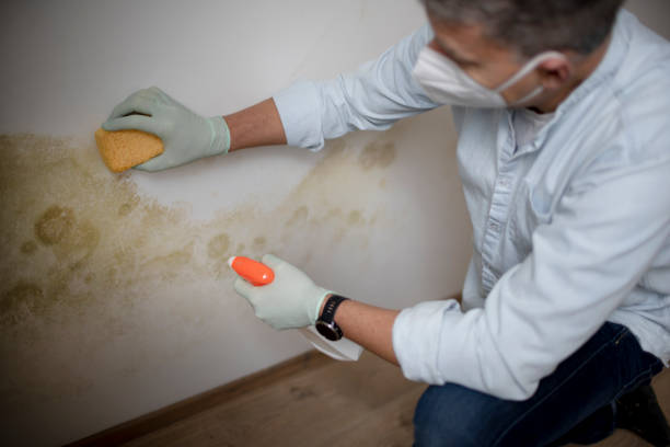 Office Mold Removal Services in Chenoweth, OR