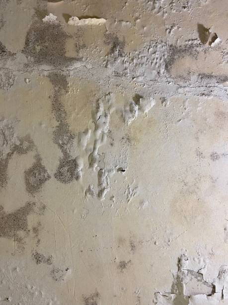 Best Emergency Mold Removal  in Chenoweth, OR
